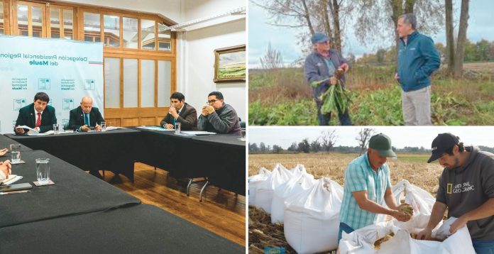 Autoridades regionales y agricultores crean mesa de trabajo ante crisis de remolacheros y arroceros en el Maule.