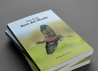 Nuevo libro “Aves del Maule” invita a conocer, valorar y proteger la avifauna regional